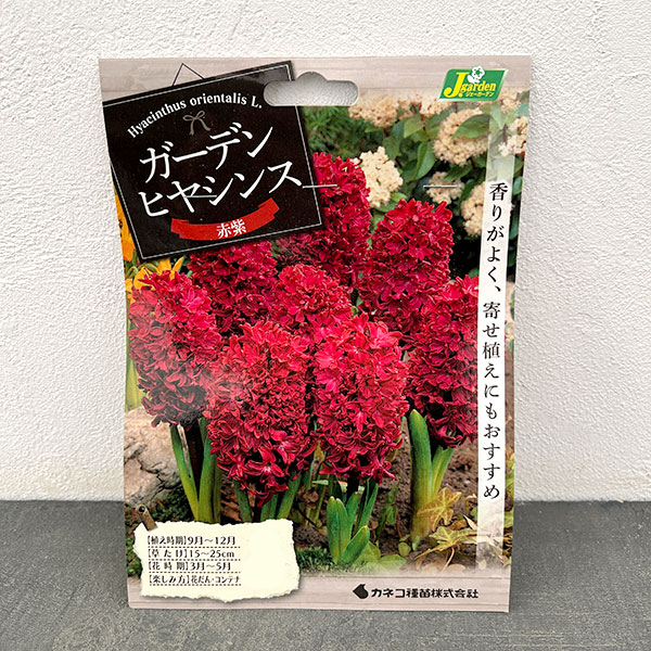 [棚卸セール]ヒヤシンス（ガーデン用）：ウッドストック 3球入り