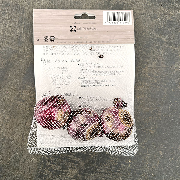 [棚卸セール]ヒヤシンス（ガーデン用）：ウッドストック 3球入り