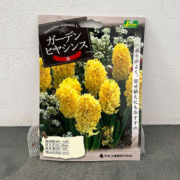 ヒヤシンス(ガーデン用):シティオブハーレム 3球入り