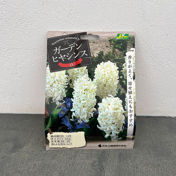 ヒヤシンス(ガーデン用):カーネギー 3球入り 2袋セット