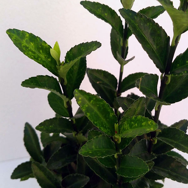 [26年2月中下旬予約]イオニマス（マサキ）：グリーンジャンプ3号ポット