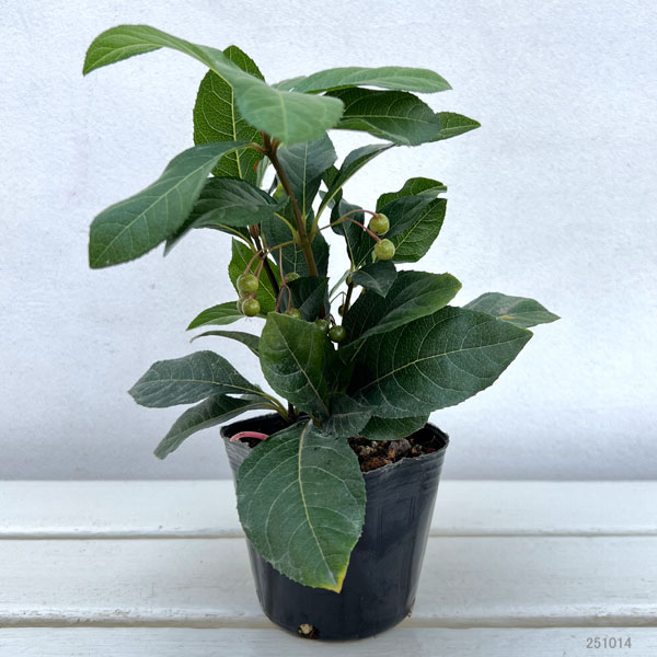 実付きヤブコウジ(十両)3号ポット