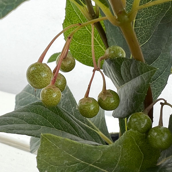 実付きヤブコウジ(十両)3号ポット