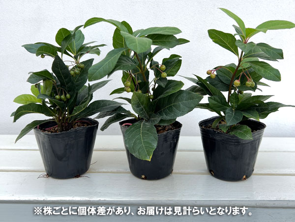 実付きヤブコウジ(十両)3号ポット