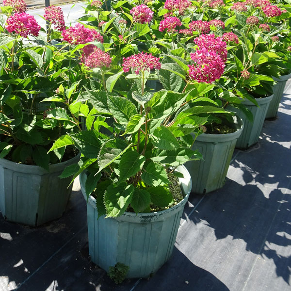 園芸ネット本店｜アジサイ（アメリカ）：ルビーのアナベル8号鉢植え の