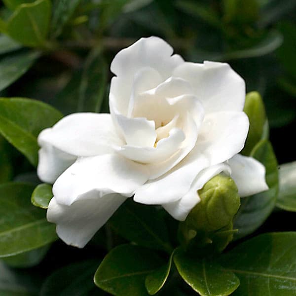 クチナシ：クラウンジュエル8号ポット