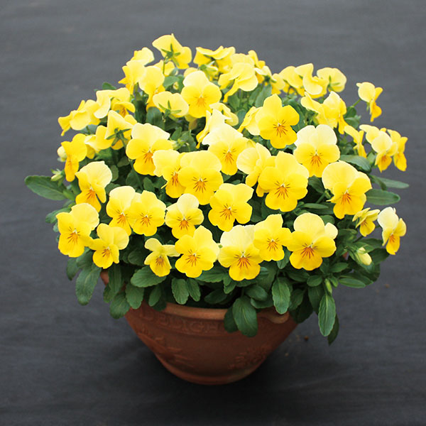 園芸ネット本店｜[送料無料]ビオラ：ももか れもんももか3～3.5号