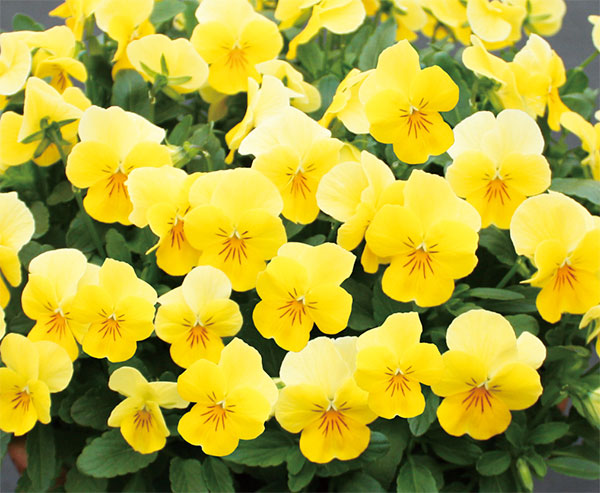 園芸ネット本店｜[送料無料]ビオラ：ももか れもんももか3～3.5号