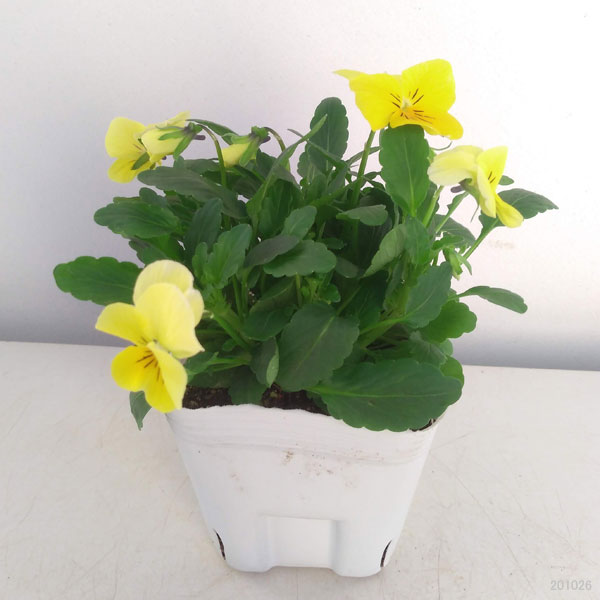 園芸ネット本店｜[送料無料]ビオラ：ももか れもんももか3～3.5号