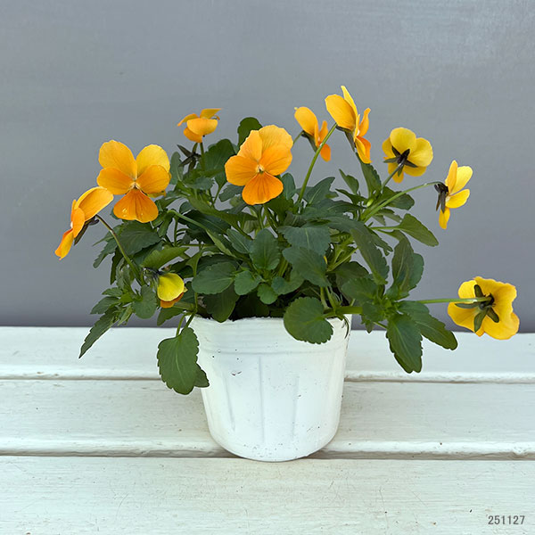 ビオラ:ももか みかんももか3~3.5号ポット 8株セット