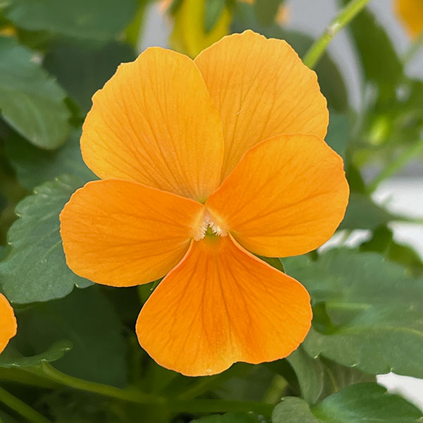 ビオラ:ももか みかんももか3~3.5号ポット 8株セット