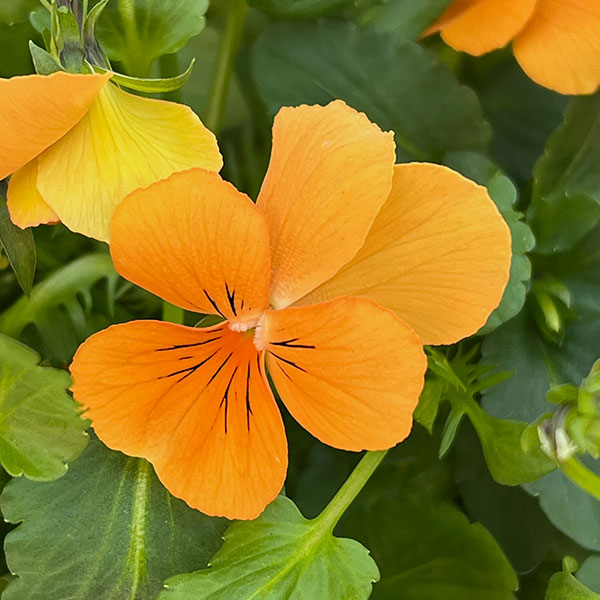 ビオラ:ももか みかんももか3~3.5号ポット 8株セット