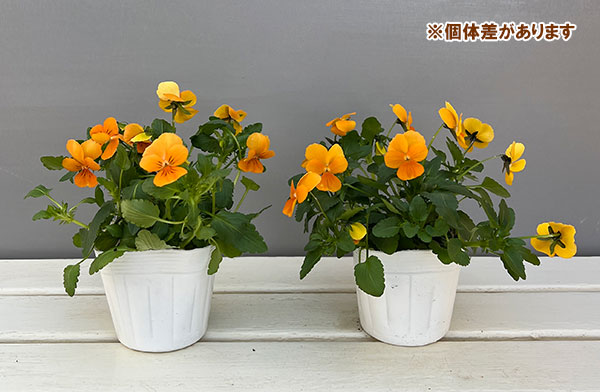 ビオラ:ももか みかんももか3~3.5号ポット 8株セット