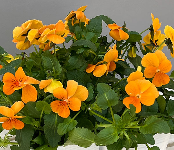 ビオラ:ももか みかんももか3~3.5号ポット 8株セット