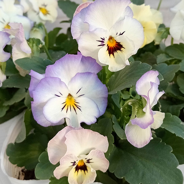 パンジー：フリルブルースワール3～3.5号ポット の通販 | 園芸ネット