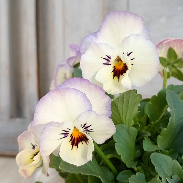 レジンヘアゴム フリルビオラ　パンジー　パープル　ブルー　ビジュー　ひらひら　3 レジンヘアゴム フリルビオラパンジーパープルブルービジュー