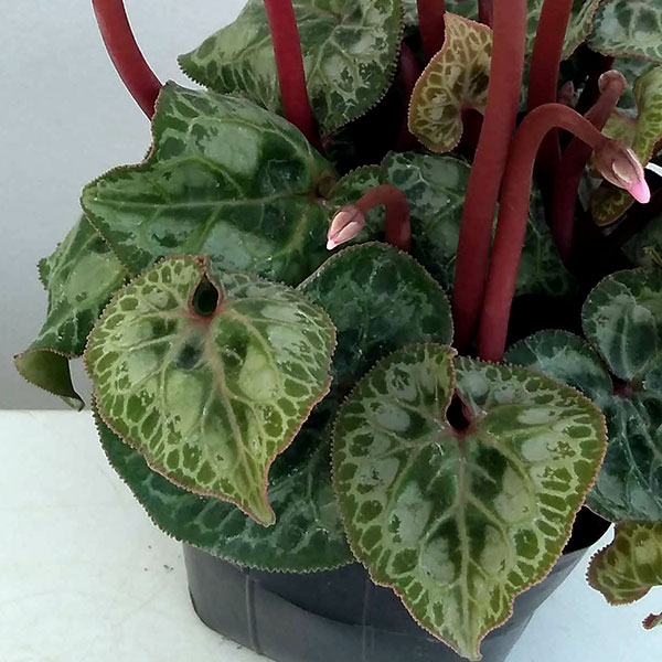 シクラメン：ドリームスケープ　ブライトレッド3.5号ポット 6株セット