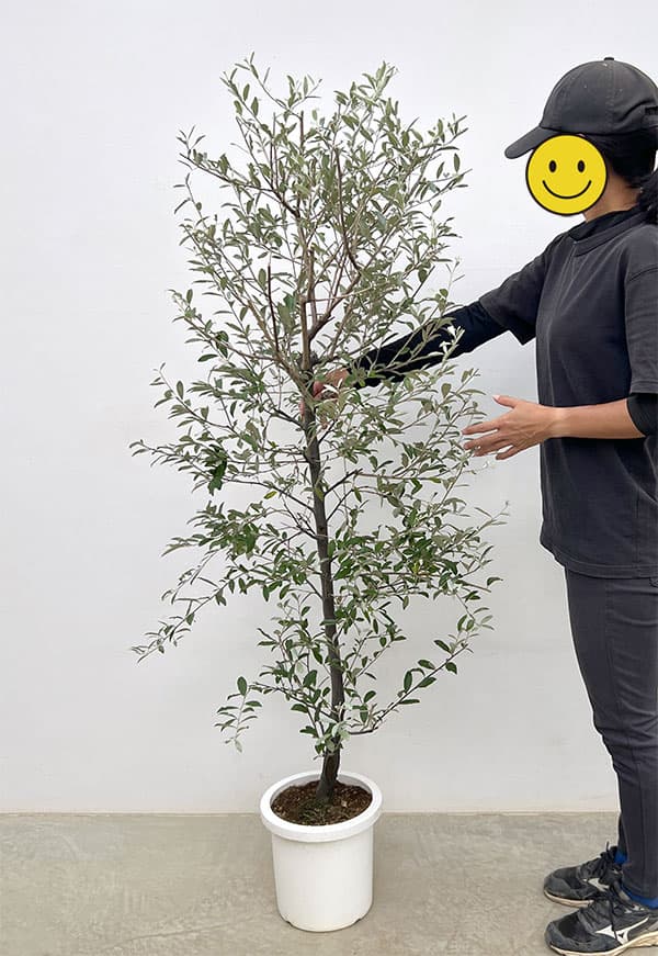 ロシアンオリーブ(ホソバグミ)8号鉢植え
