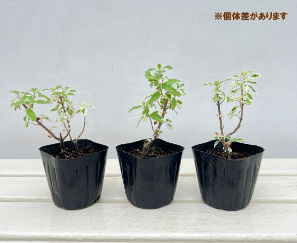 カリオプテリス:ホワイトサプライズ3号ポット 3株セット