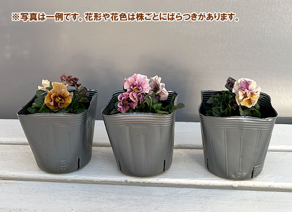 うえたコレクションビオラ：キャンディーウェーブ3.5号ポット