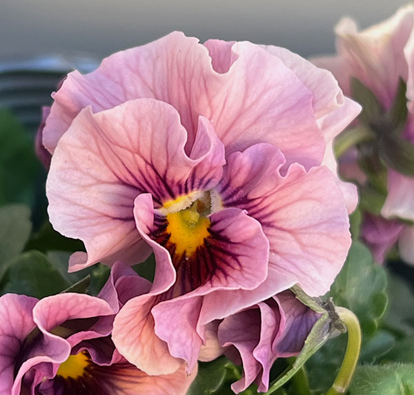 うえたコレクションビオラ：キャンディーウェーブ3.5号ポット