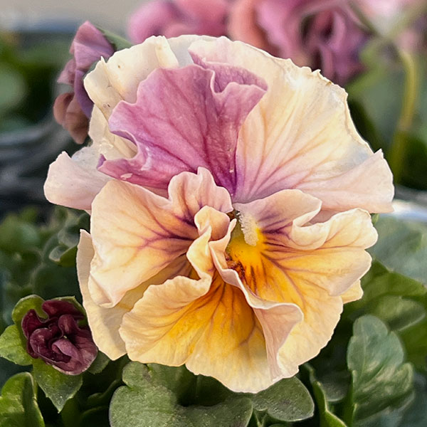 うえたコレクションビオラ：キャンディーウェーブ3.5号ポット