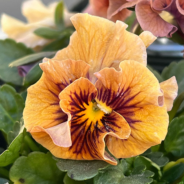 園芸ネット本店｜うえたコレクションビオラ：キャンディーウェーブ3.5