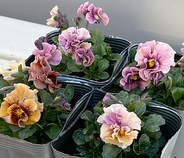 うえたコレクションビオラ：キャンディーウェーブ3.5号ポット