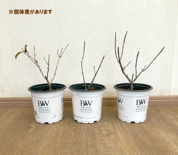 ノリウツギ(糊空木):グランデクイックファイヤー5号ポット