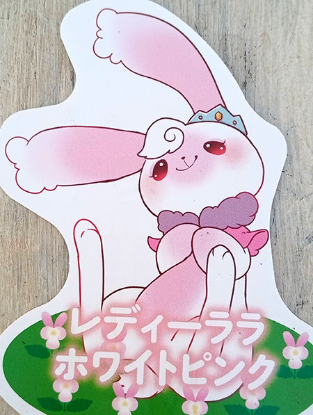 見元園芸さんのビオラ：レディ　ララホワイトピンク3号ポット