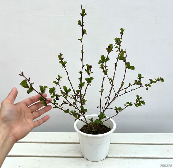 ブータンルリマツリ5号ポット