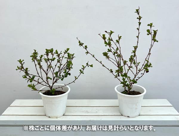 ブータンルリマツリ5号ポット