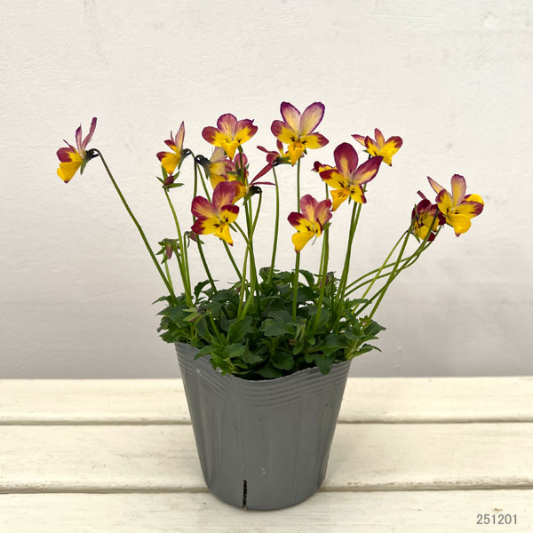 見元園芸さんのビオラ:太陽のアンジェ3-3.5号ポット