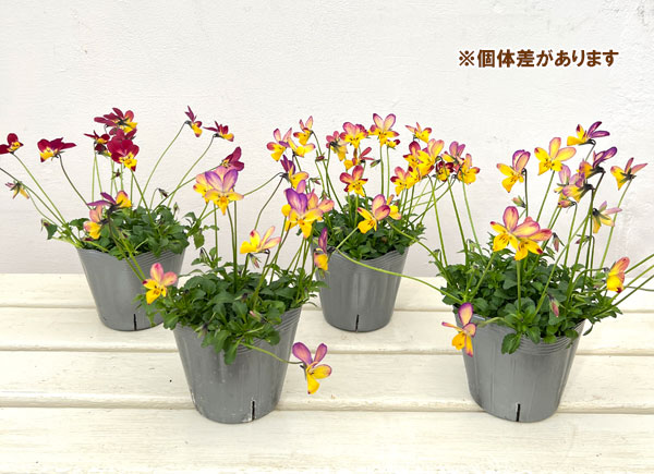 見元園芸さんのビオラ:太陽のアンジェ3-3.5号ポット