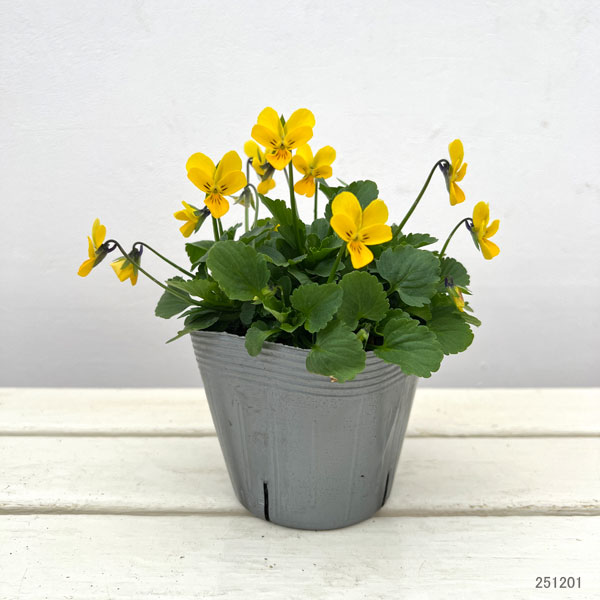 見元園芸さんのビオラ:晴れの日のパル3-3.5号ポット