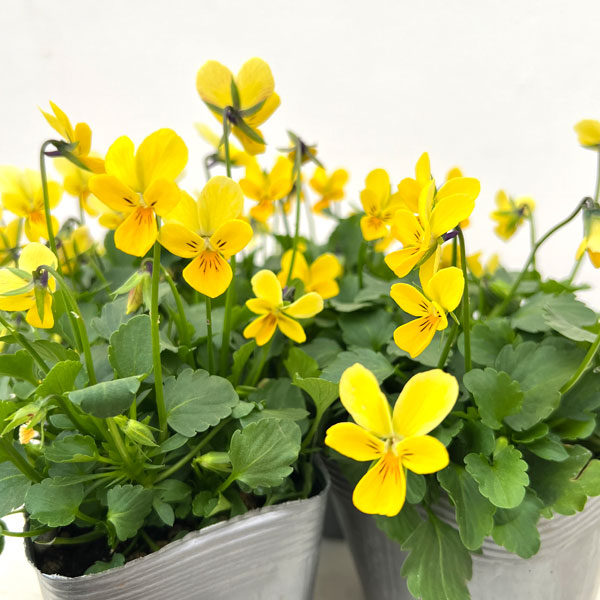 見元園芸さんのビオラ:晴れの日のパル3-3.5号ポット