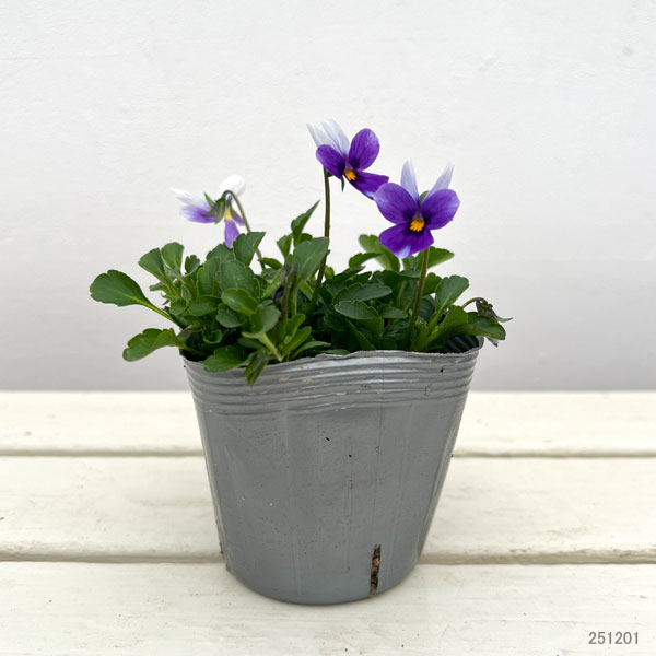 見元園芸さんのビオラ:ハリーの冒険3-3.5号ポット