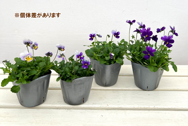 見元園芸さんのビオラ:ハリーの冒険3-3.5号ポット