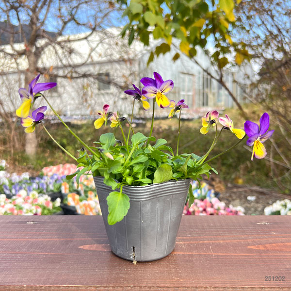 見元園芸さんのビオラ:ルルのひなたぼっこ3-3.5号ポット
