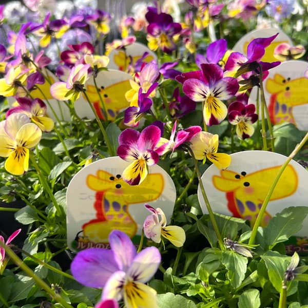 見元園芸さんのビオラ:ルルのひなたぼっこ3-3.5号ポット