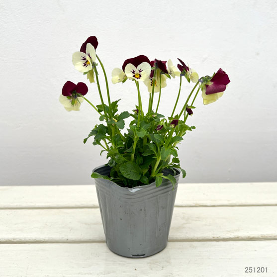 見元園芸さんのビオラ：ニュー歌姫3-3.5号ポット