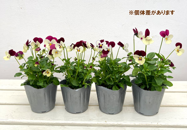 見元園芸さんのビオラ：ニュー歌姫3-3.5号ポット
