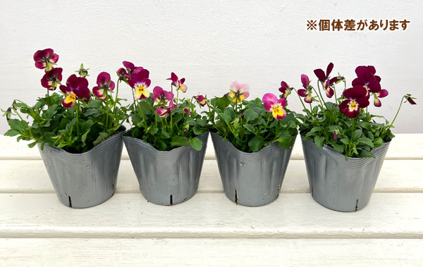 見元園芸さんのビオラ：パステルローズ3-3.5号ポット