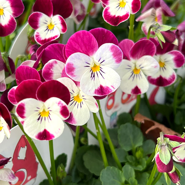 見元園芸さんのビオラ：夢子日記3-3.5号ポット 3株セット