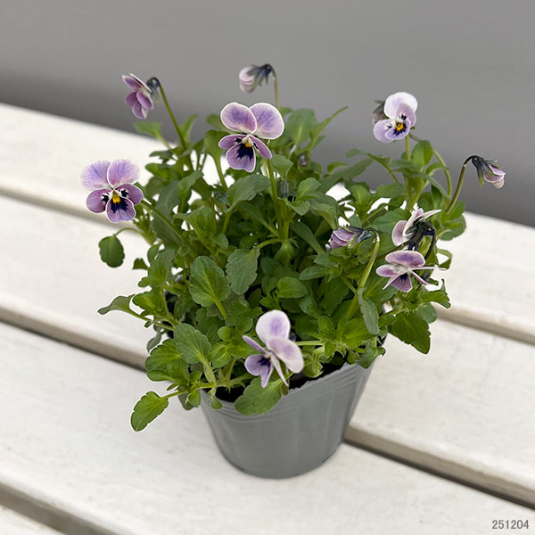 見元園芸さんのビオラ：ロシアンブルーの秘密3-3.5号ポット*