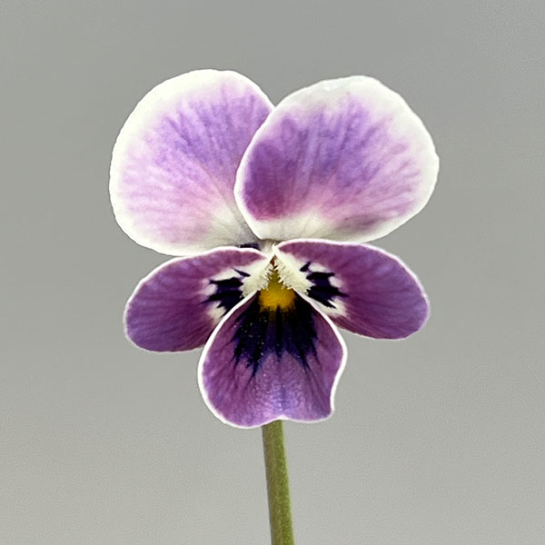 見元園芸さんのビオラ：ロシアンブルーの秘密3-3.5号ポット*