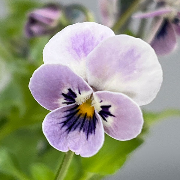 見元園芸さんのビオラ：ロシアンブルーの秘密3-3.5号ポット*