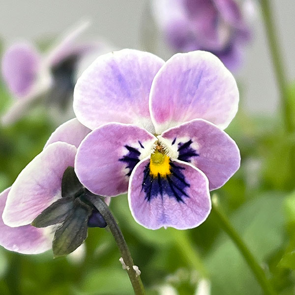 見元園芸さんのビオラ：ロシアンブルーの秘密3-3.5号ポット*