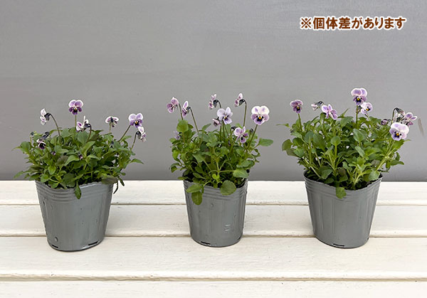 見元園芸さんのビオラ：ロシアンブルーの秘密3-3.5号ポット*