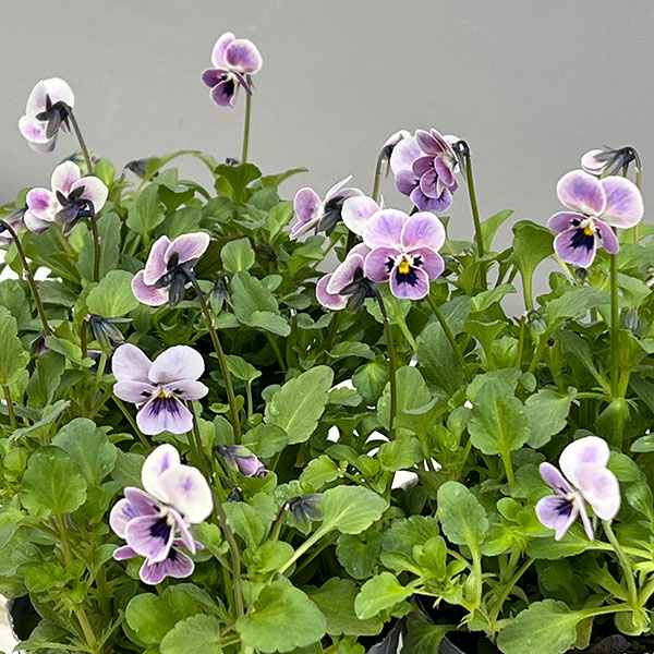 見元園芸さんのビオラ：ロシアンブルーの秘密3-3.5号ポット*